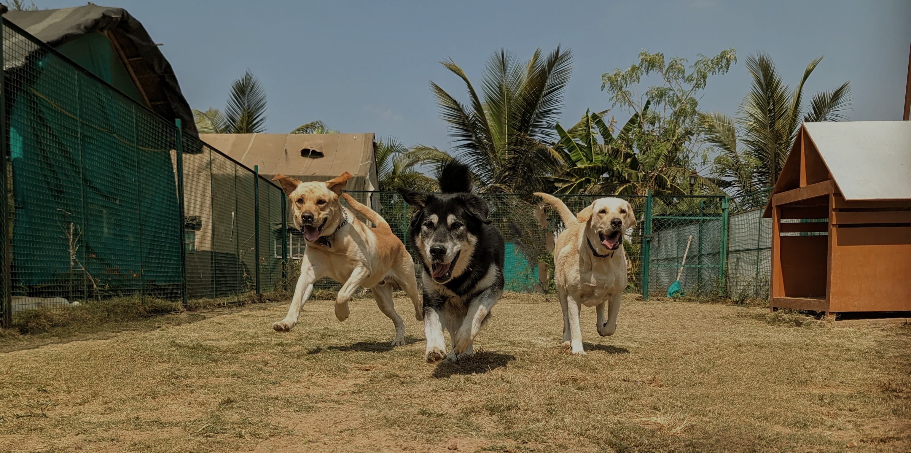 Dog running free in an outdoor pen at the