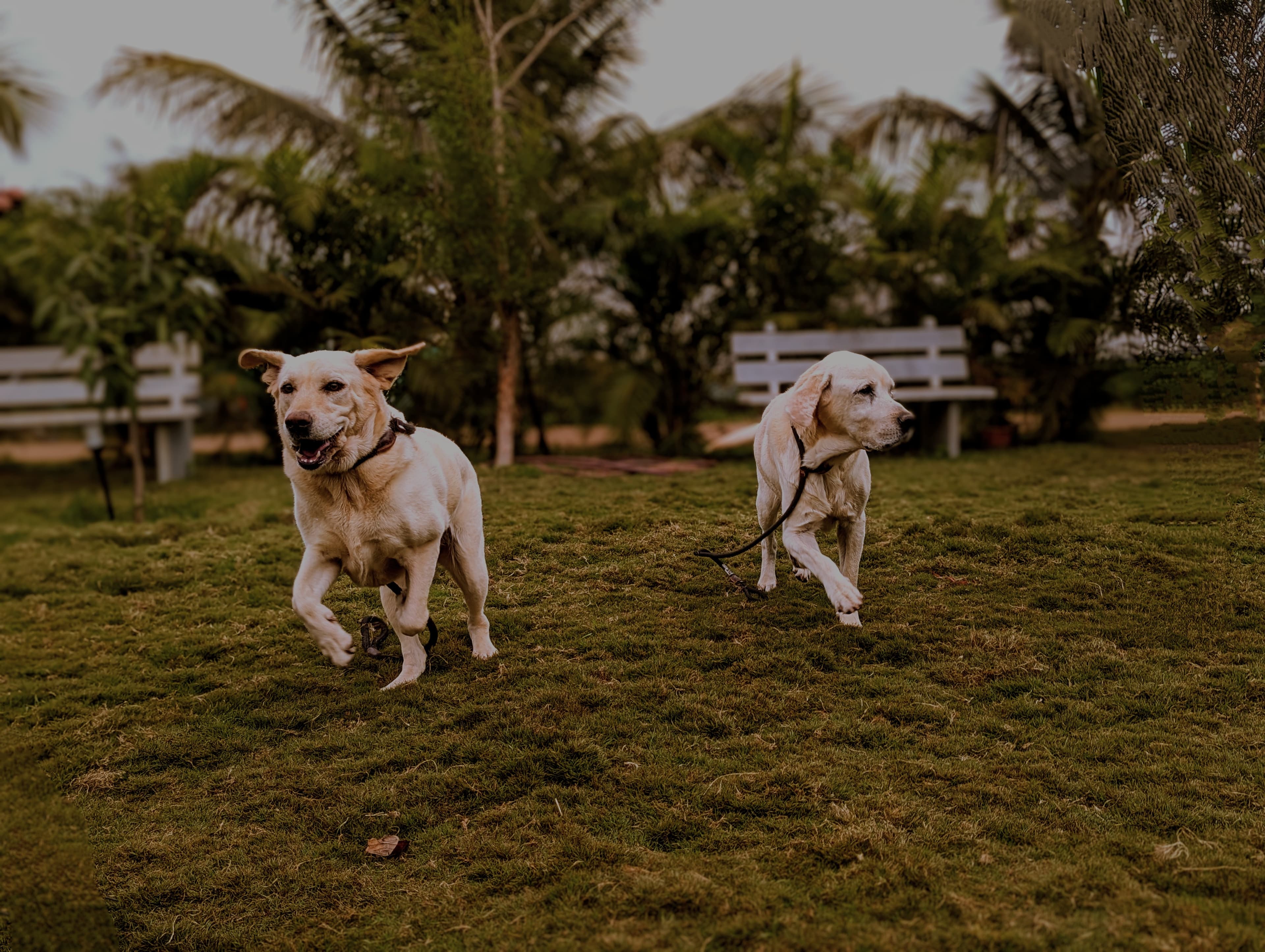 dog running