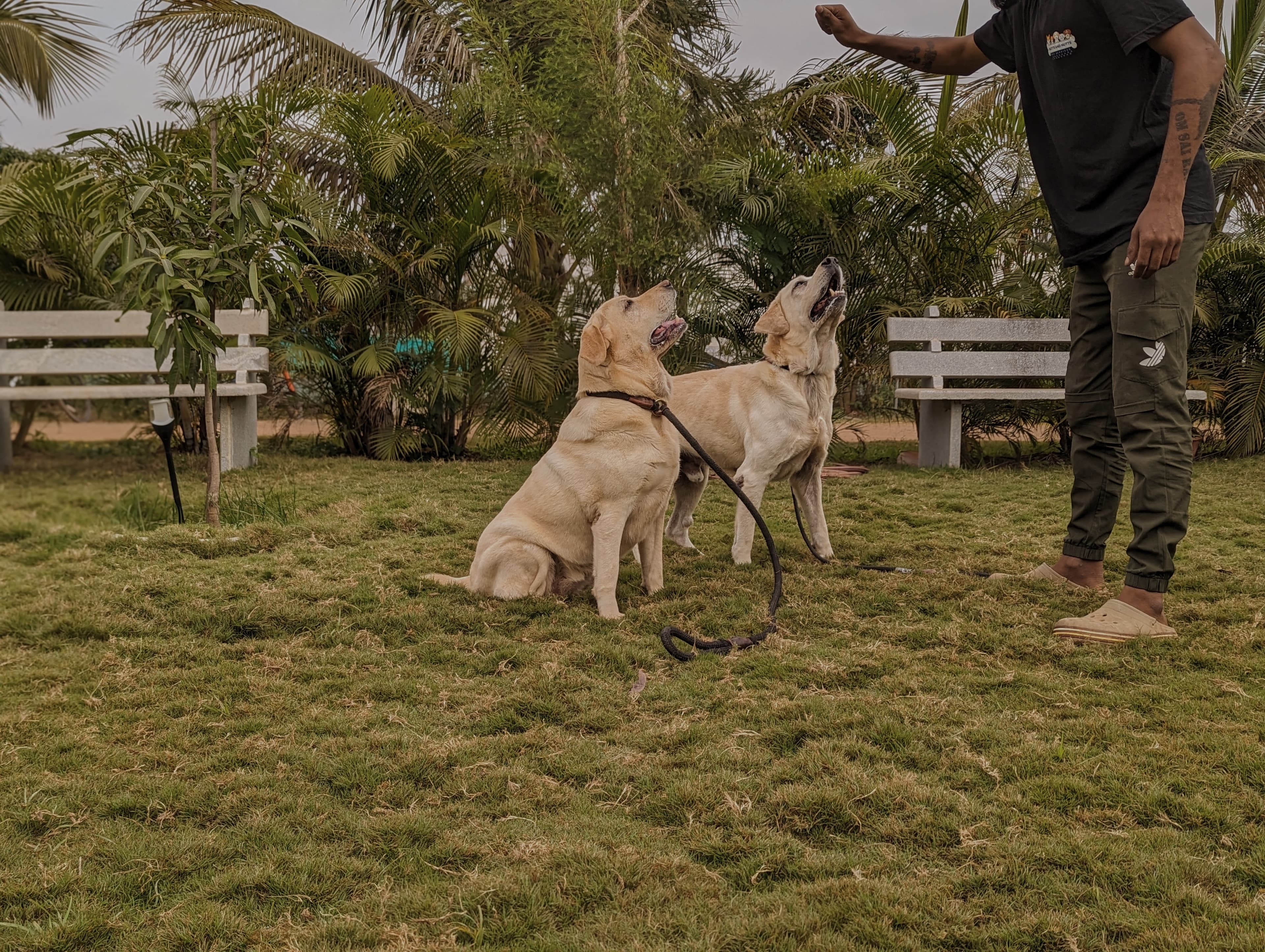 Dog running free in an outdoor pen at the