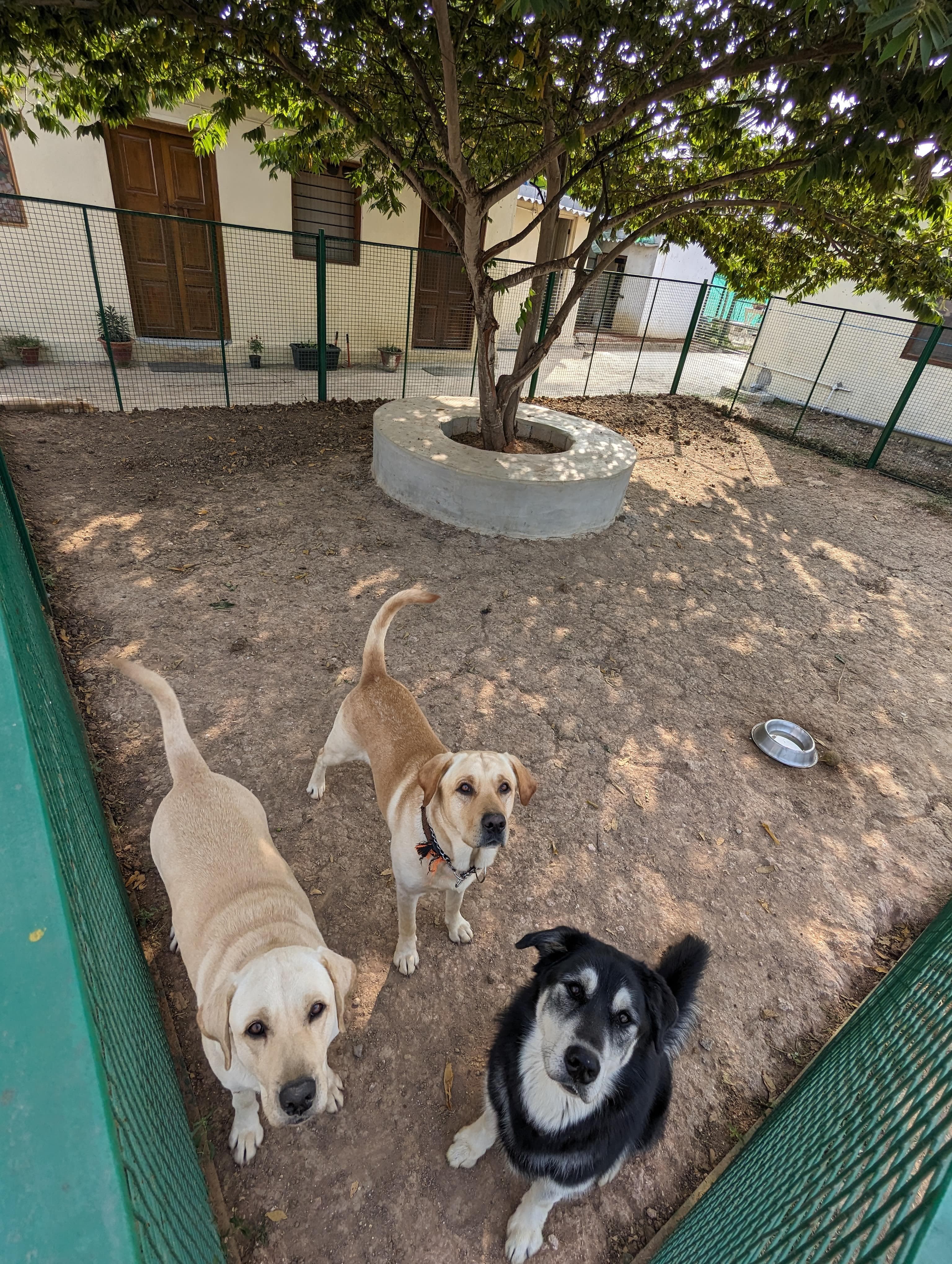 outdoor individual pens for dogs at the boarding center in Whitefield, Bangalore